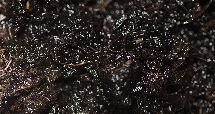 Should You Water Compost?