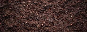 moist soil
