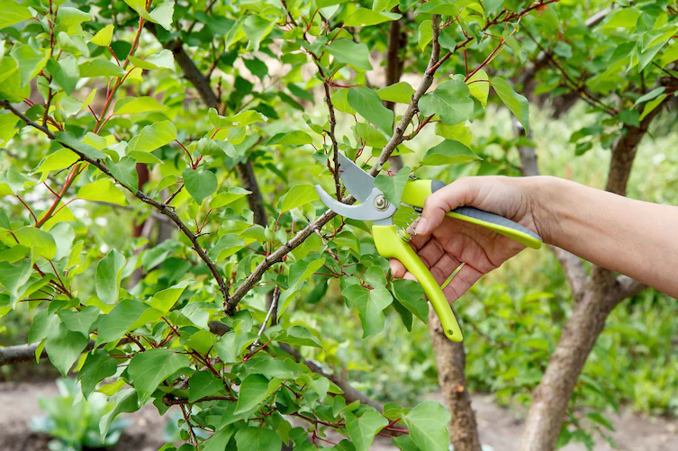 How To Cut The Apricot Tree In The Summer