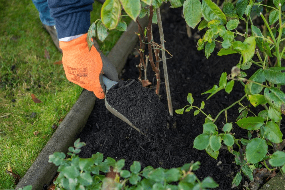 Why Mulch Your Soil?