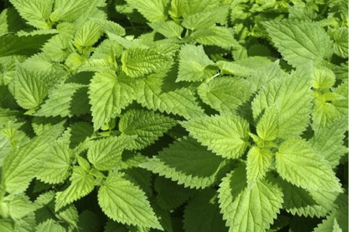 Nettle In The Garden: As Fertilizer, Mulch, Against Pests And More