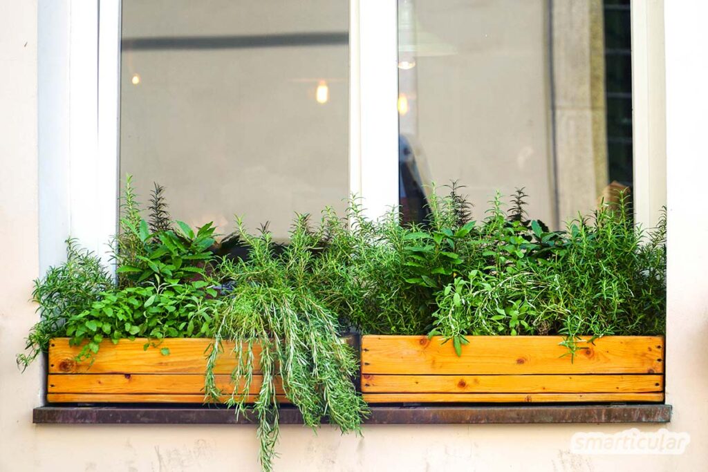 Planting Herbs For Tea - Easy Growing On The Windowsill!