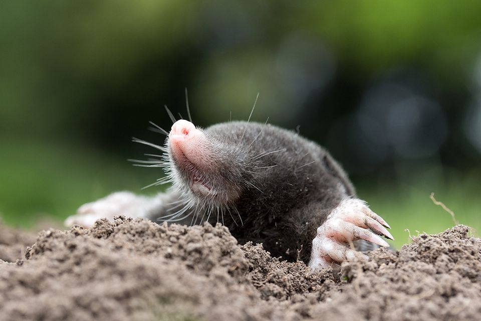 Moles: How To Drive The Animals From The Garden