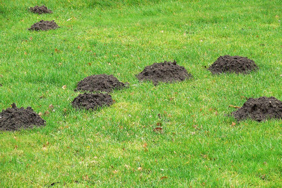 Moles: How To Drive The Animals From The Garden