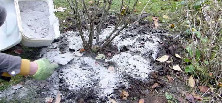 How Do I Use Wood Ash In My Garden?