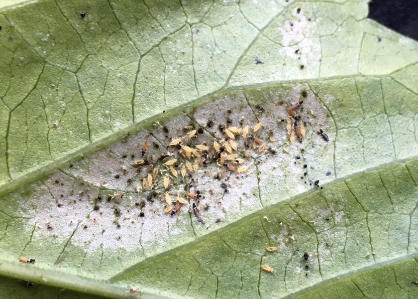 Control Thrips: Effectively And Without Chemicals