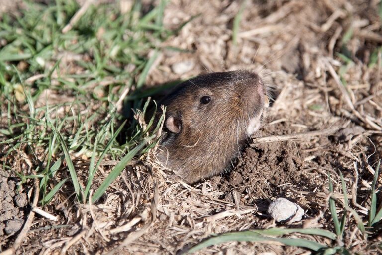 Voles: How To Drive The Rodents Out Of The Garden