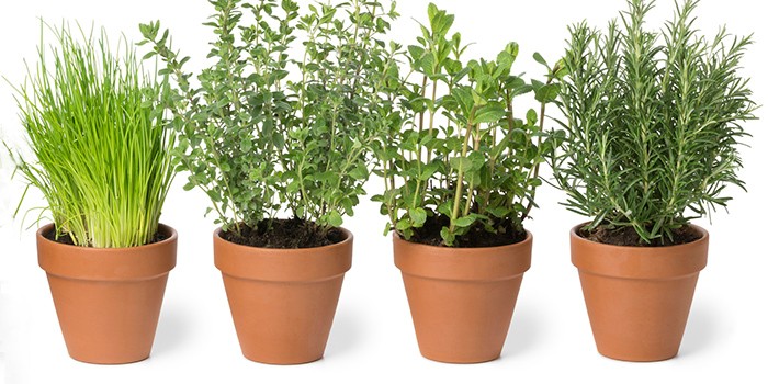 Do It Yourself: Dry Your Own Herbs