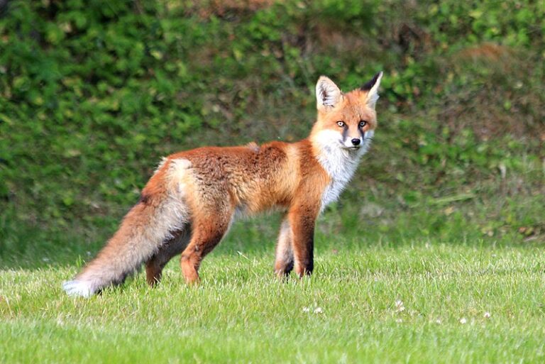 How Do I Keep Foxes And Martens Away From My Chicken Coop?