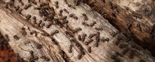 Ants in the Garden - Useful or Harmful?