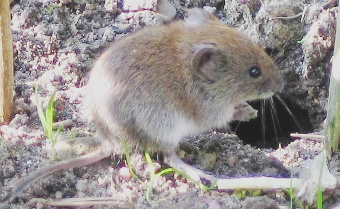 Drive Out Voles - Protect the Garden With Home Remedies and Repellent Plants