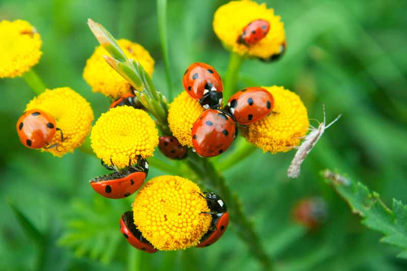 Designing An Insect-friendly Garden