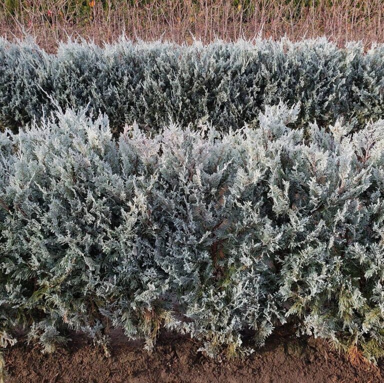 Winter Protection For Hedge Plants