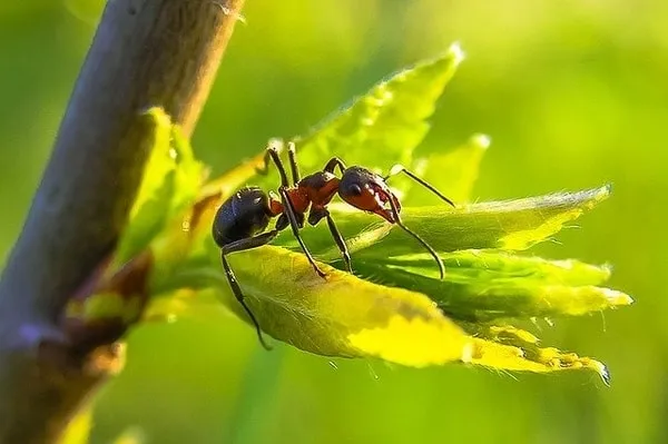 How Do I Get Rid Of Ants On My Cucumber Plants?