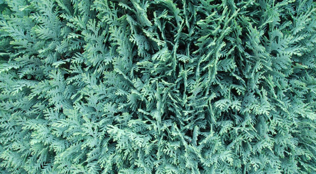 Why Are Conifers Good For Privacy Hedge?