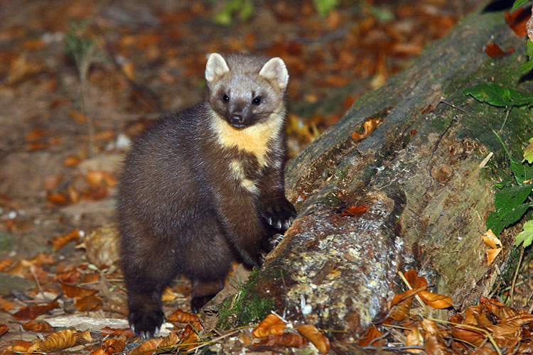 How To Get Rid Of Martens Under Your Roof!