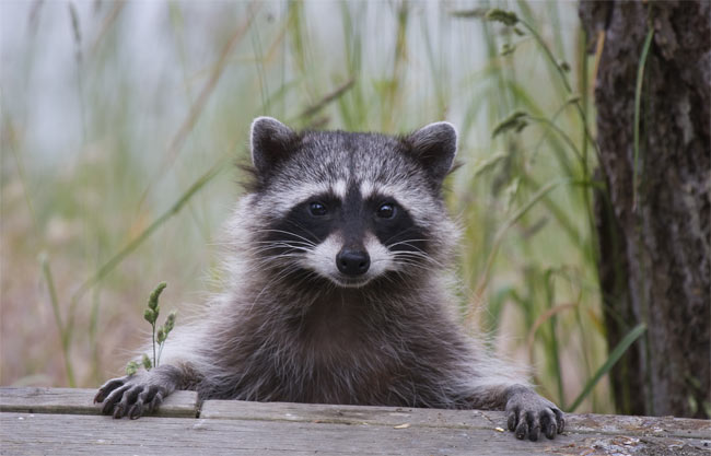 Raccoons Stealing Birdseed: Stop Them Now!