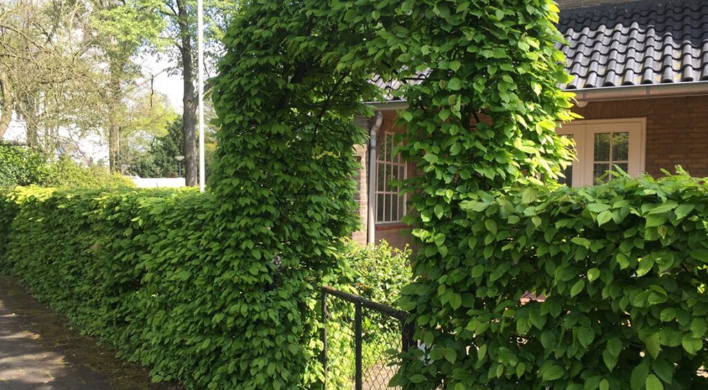 Are Hornbeam Suitable For High Hedges