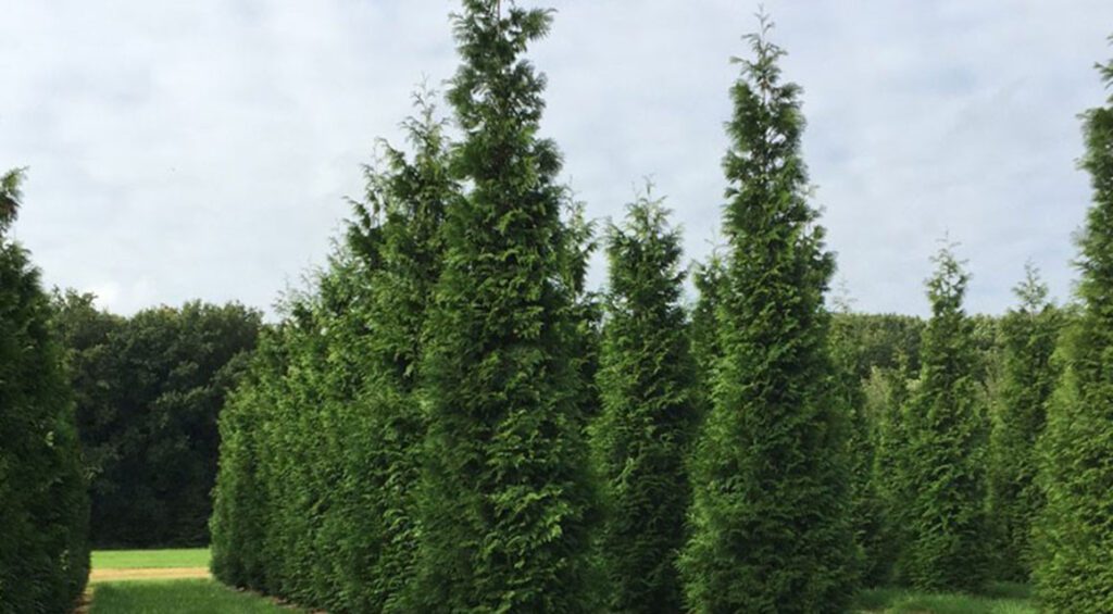 What To Do If The Thuja Hedge Has Died?