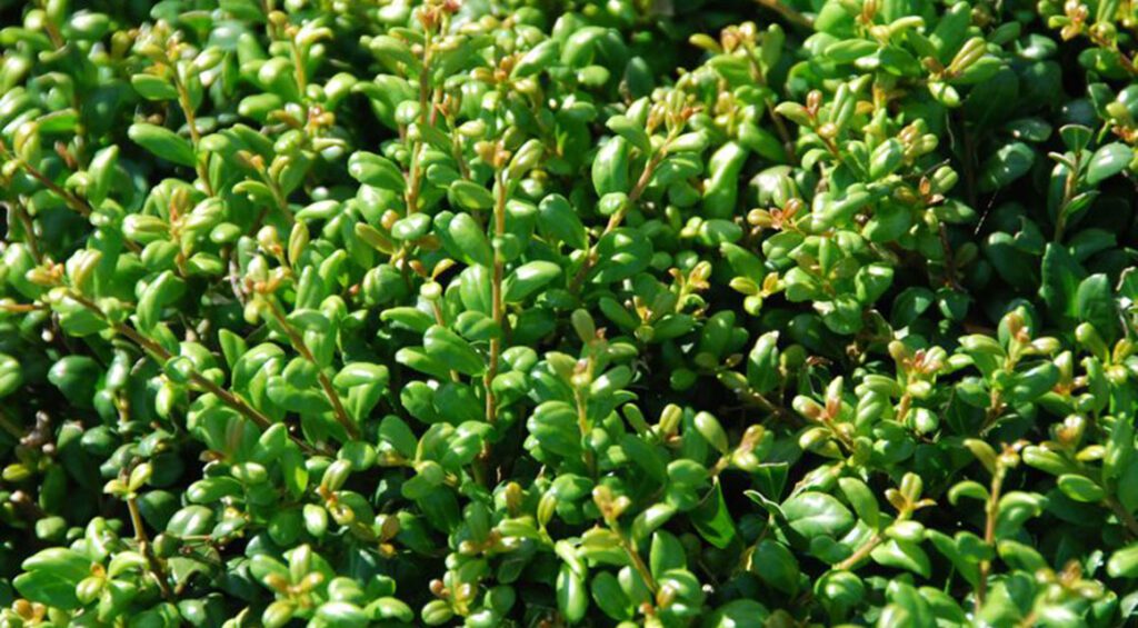 These Hedge Plants Remain Green All Year Round