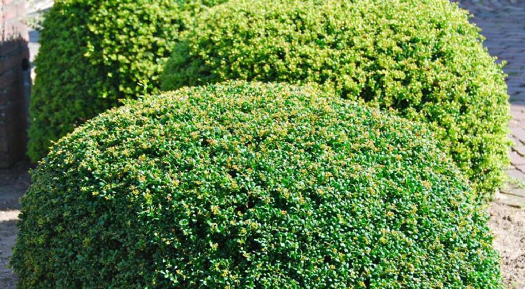 Are Poisonous Hedge Plants Dangerous?