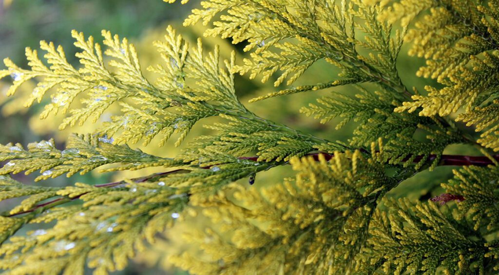 The Oldest Conifers In The World