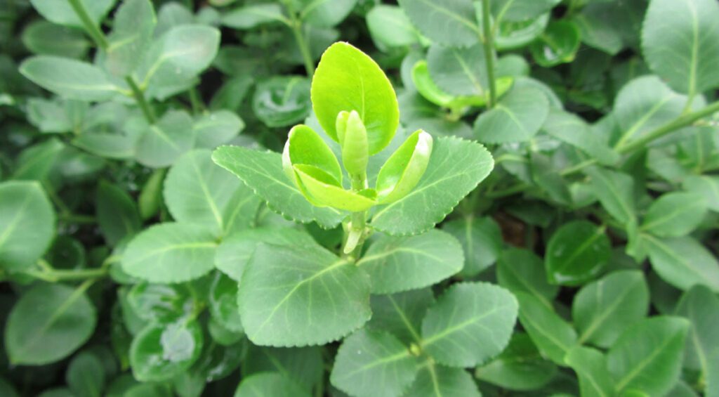 These Hedge Plants Bloom In The Spring