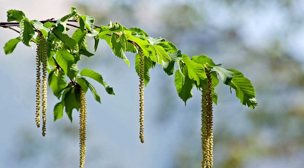 The Hornbeam: A Versatile Hedge Plant