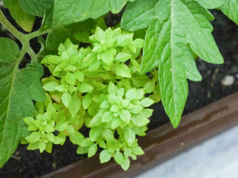 What Herbs Can Grow On Balcony?