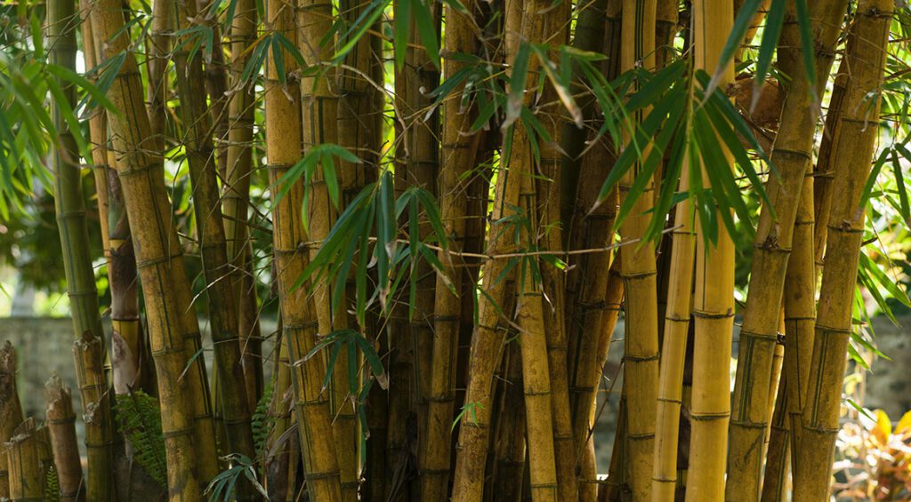 4 Reasons For A Bamboo Hedge