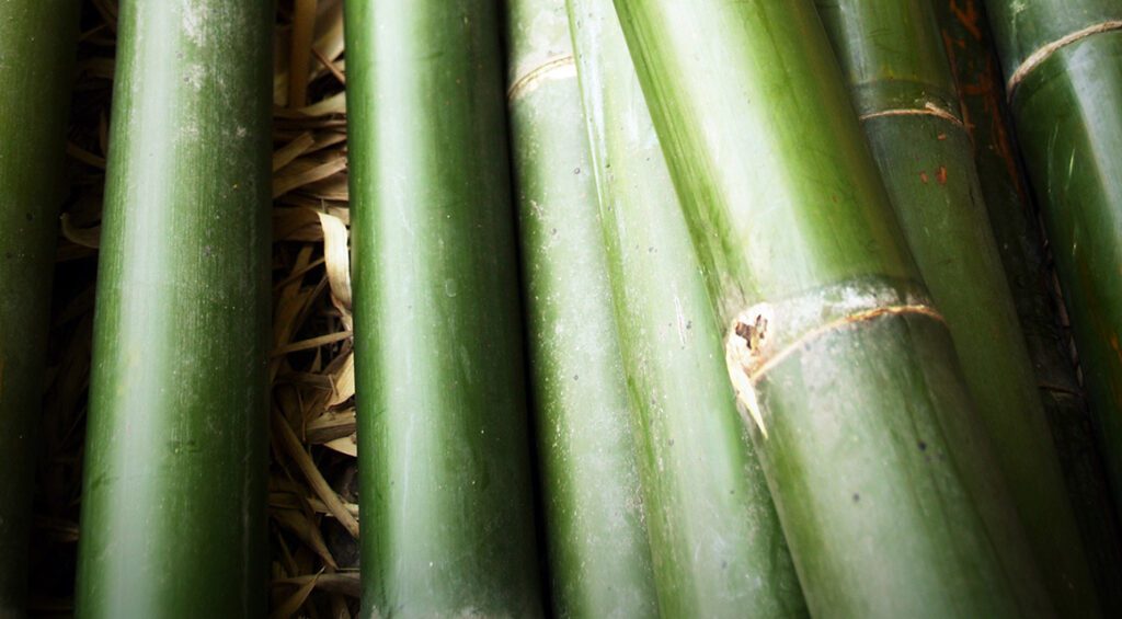 4 Reasons For A Bamboo Hedge