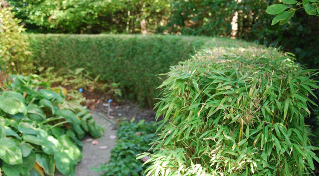 Is Bamboo A Good Idea For A Hedge?