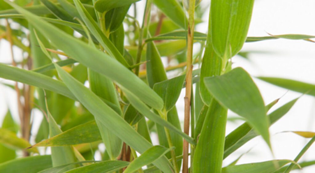 Is Bamboo A Good Idea For A Hedge?