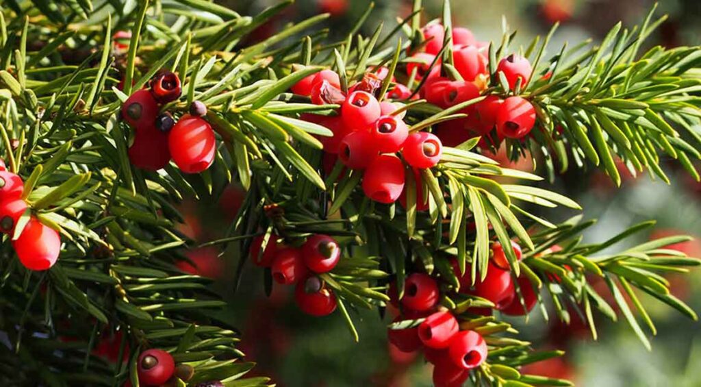 Five Interesting Uses Of A Yew Tree
