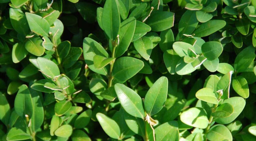 Are Poisonous Hedge Plants Dangerous?