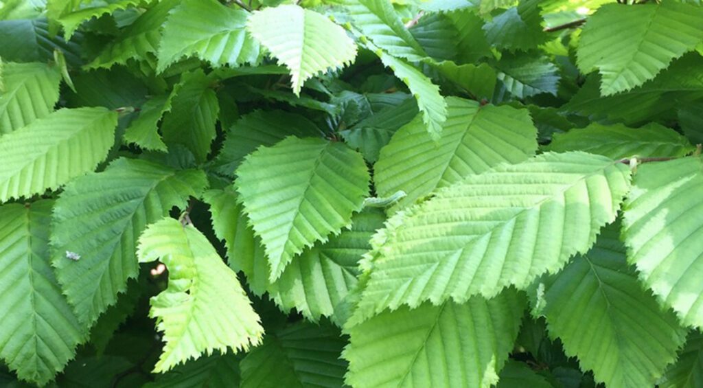 How Do You Cut A Hornbeam Hedge?