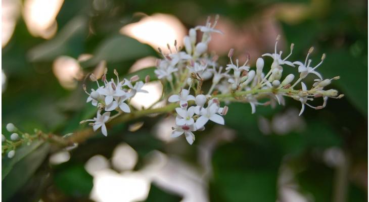 What Are Easy Growing Flowering Privet Hedges