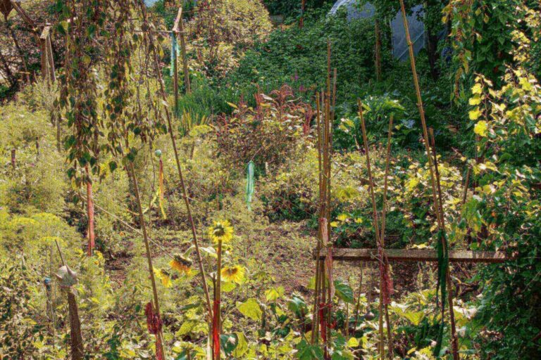 Is Green Manure Good For Your Garden?