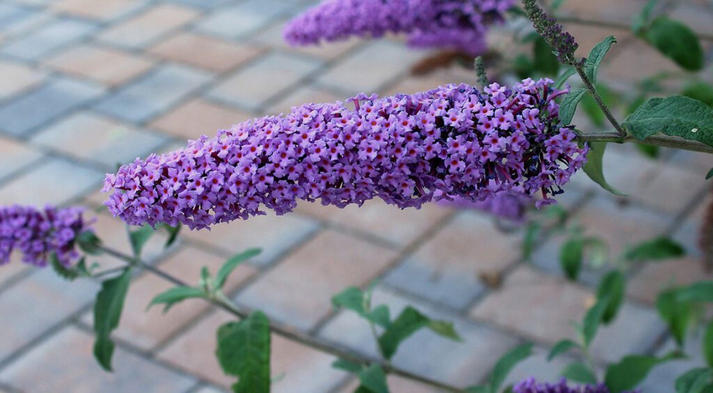 A Hedge With A Long Flowering Period