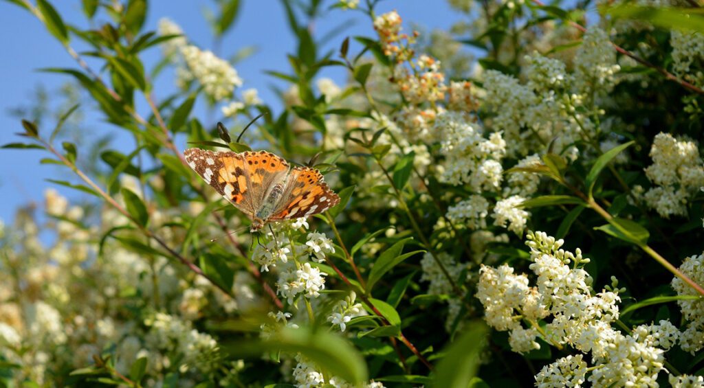 What Are Easy Growing Flowering Privet Hedges