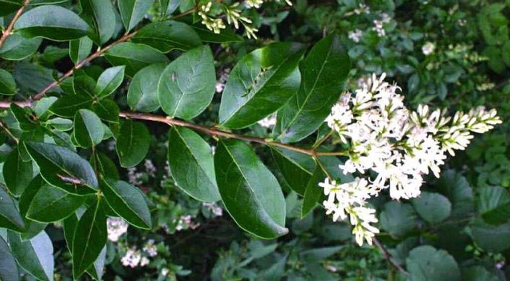 What Are Easy Growing Flowering Privet Hedges