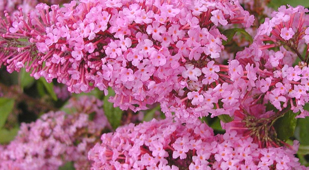 Hedge Plants For A Garden In The City