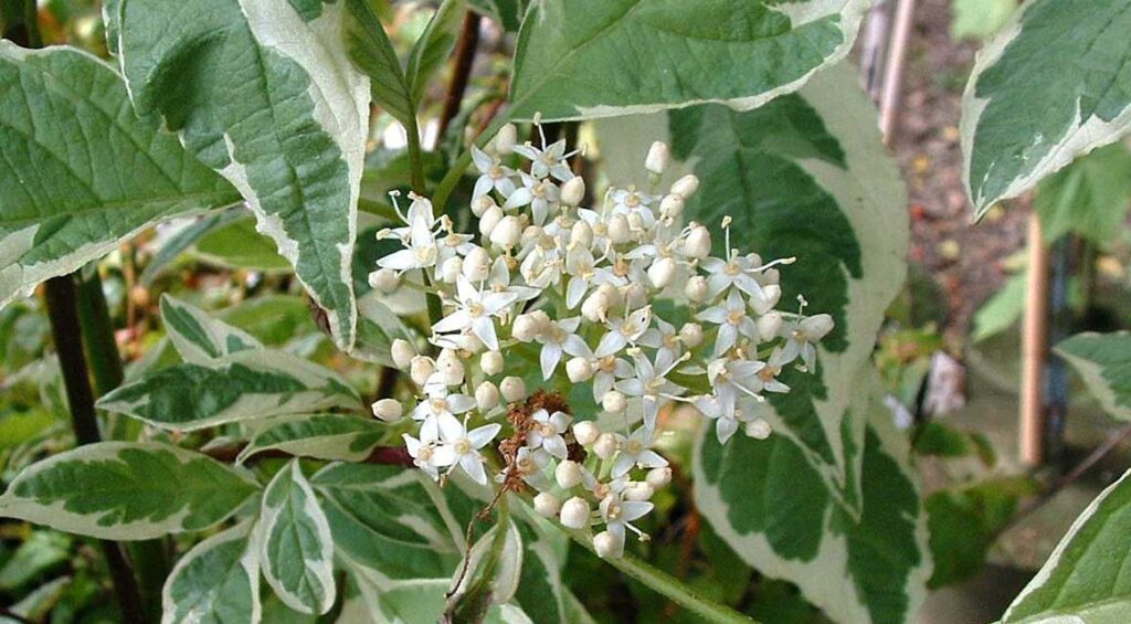 Hedge Plants With Bicolored Leaves