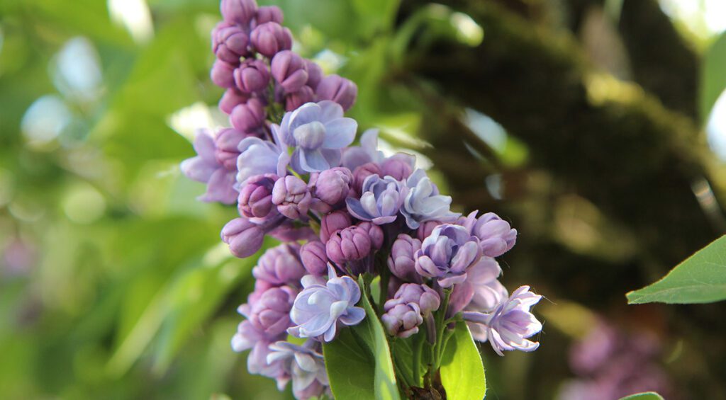 How Long Do Hedge Plants Bloom?