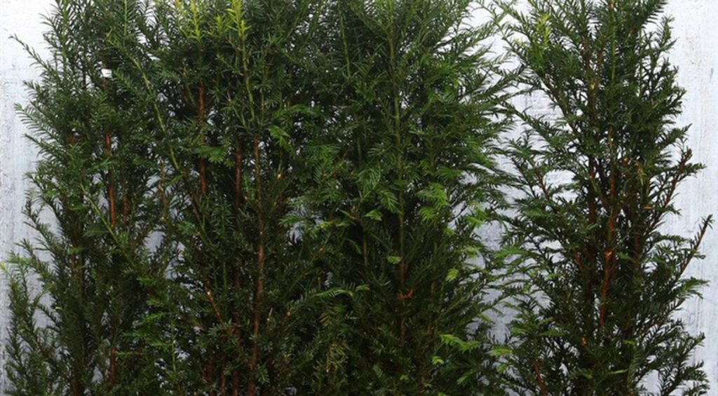 Why Does My Taxus Hedge Turn Brown?