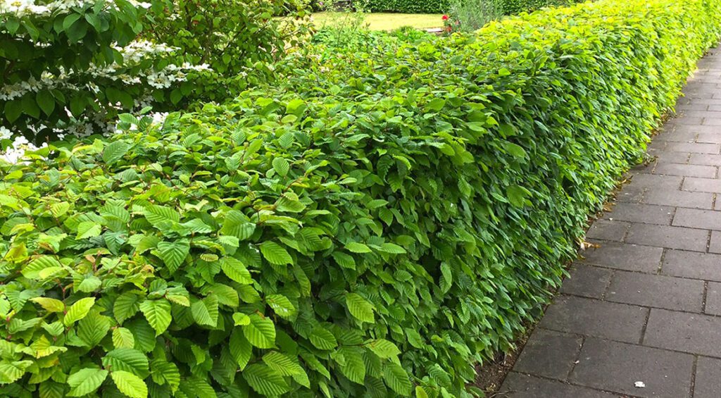 The Correct Number Of Hedge Plants Per Meter