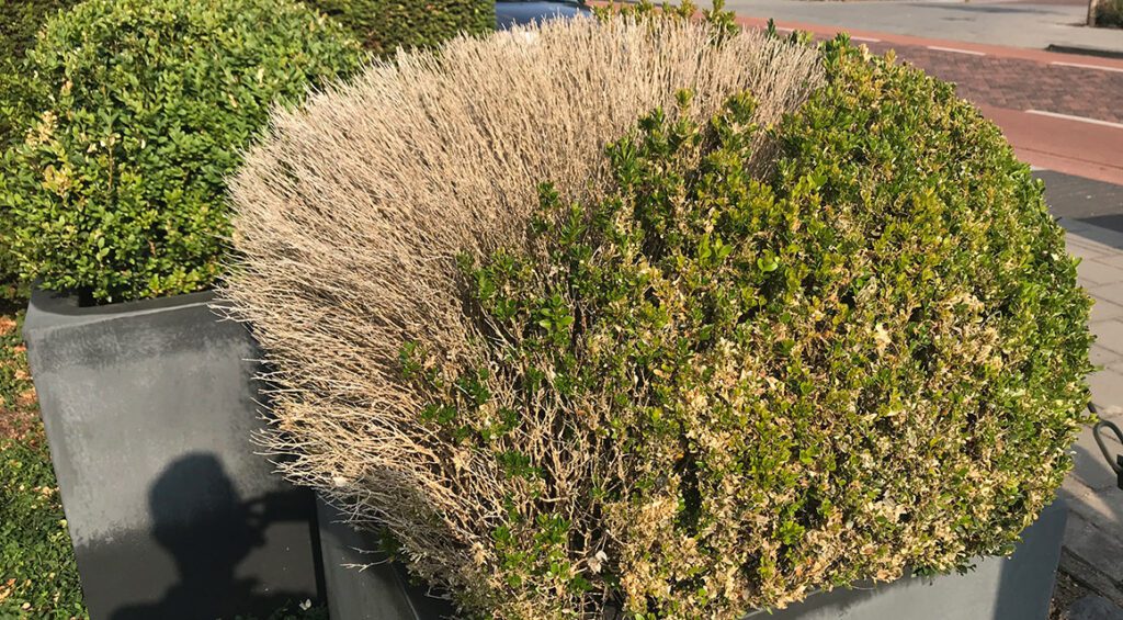 My Hedge Has A Boxwood Disease, What Now?