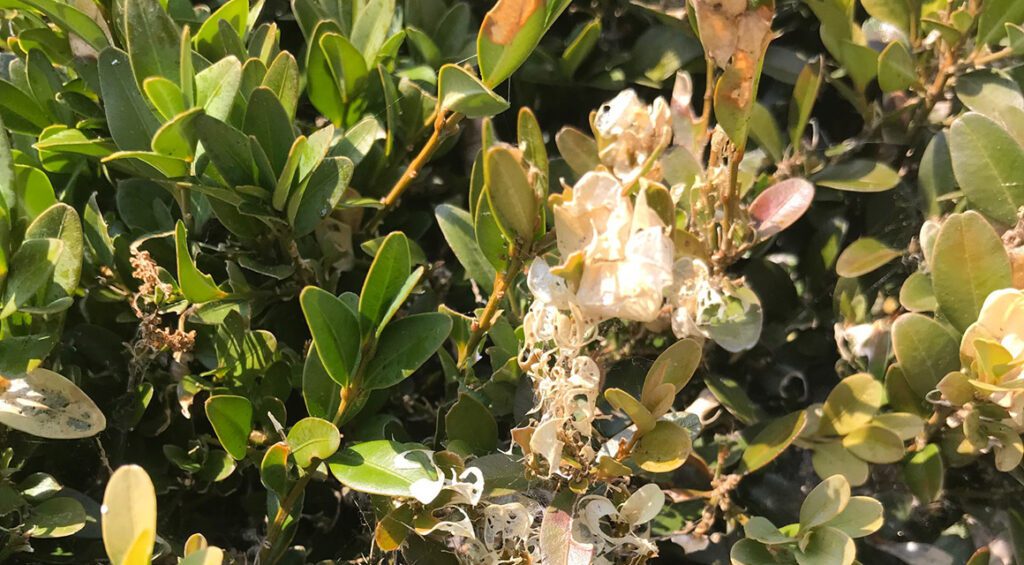 My Hedge Has A Boxwood Disease, What Now?