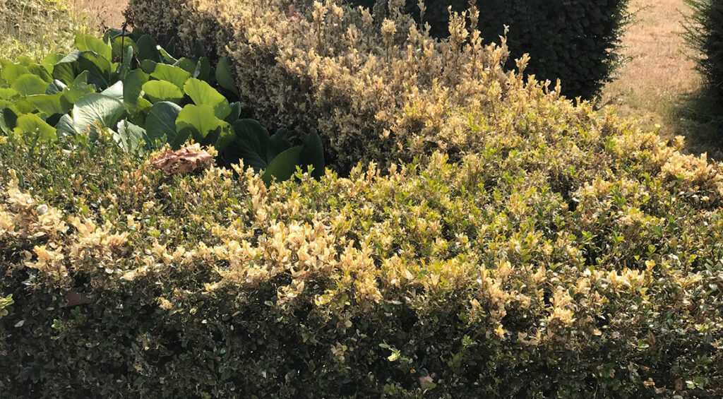 My Hedge Has A Boxwood Disease, What Now?