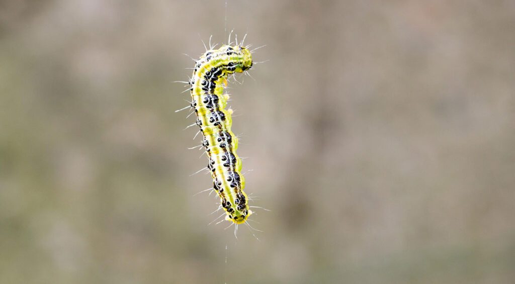 Bird-friendly Ways To Control Boxelder Borer?